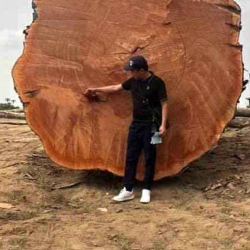 Phản, Giường Gỗ Lâm Sâm LS84